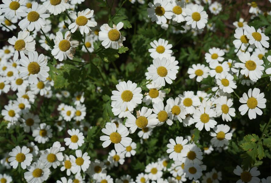 Řimbaba obecná 'Aureum' - Tanacetum parthenium 'Aureum'