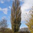 Topol černý 'Italica' - Populus nigra 'Italica'