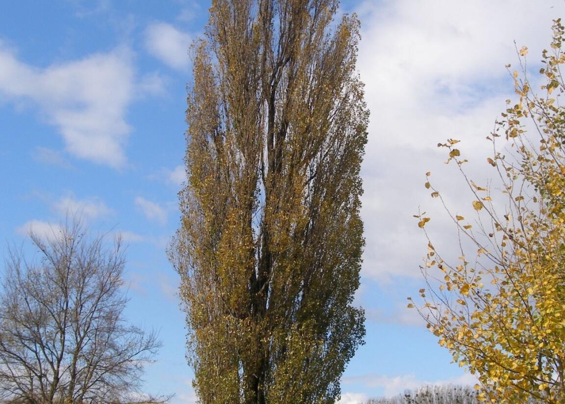 Topol černý 'Italica' - Populus nigra 'Italica'