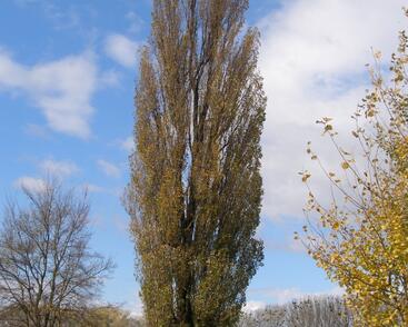 Topol černý 'Italica'