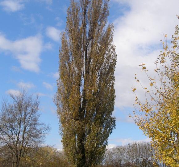 Sazenice topolu populus Zahradnictví FLOS