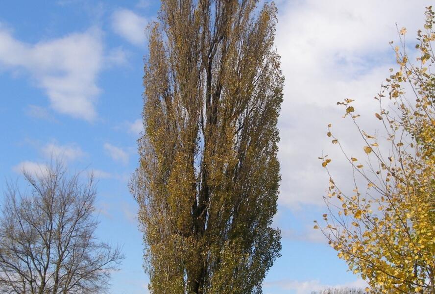 Topol černý 'Italica' - Populus nigra 'Italica'