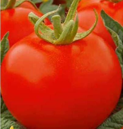 Rajče keříčkové 'Jitka' - Lycopersicon esculentum 'Jitka'