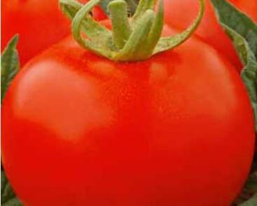 Rajče keříčkové 'Jitka'