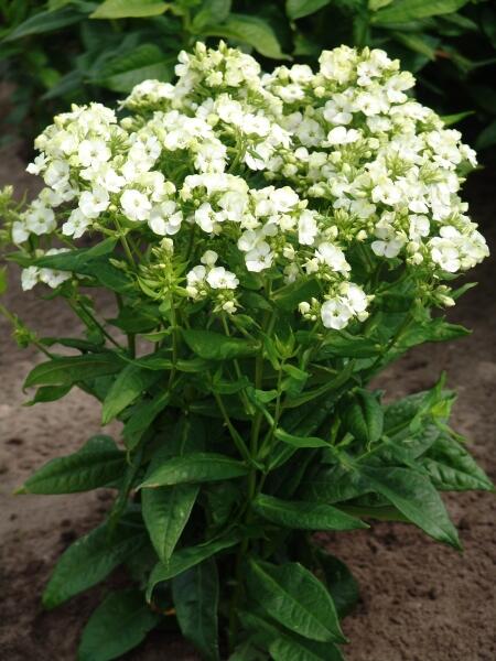 Plamenka latnatá 'Jade' - Phlox paniculata 'Jade'