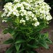 Plamenka latnatá 'Jade' - Phlox paniculata 'Jade'