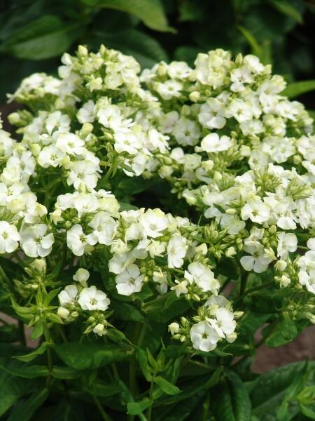Plamenka latnatá 'Jade' - Phlox paniculata 'Jade'