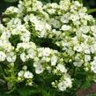 Plamenka latnatá 'Jade' - Phlox paniculata 'Jade'