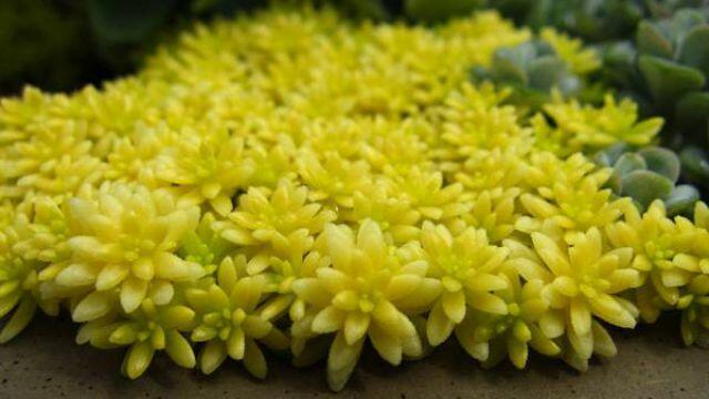 Rozchodník španělský 'Aureum' - Sedum hispanicum 'Aureum'