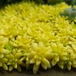 Rozchodník španělský 'Aureum' - Sedum hispanicum 'Aureum'