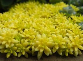 Rozchodník španělský 'Aureum' - Sedum hispanicum 'Aureum'