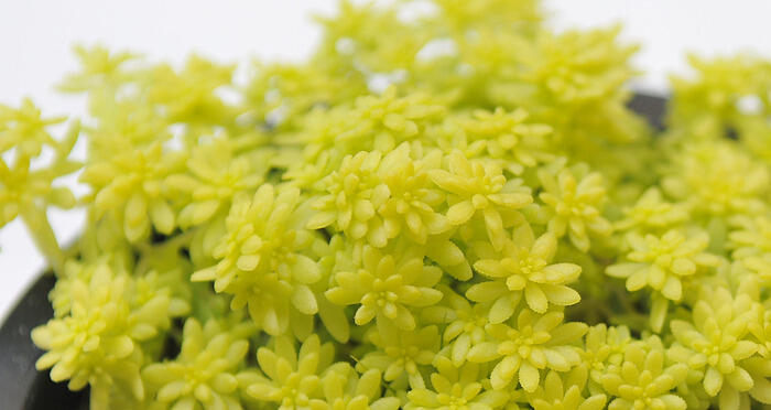 Rozchodník španělský 'Aureum' - Sedum hispanicum 'Aureum'