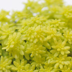 Rozchodník španělský 'Aureum' - Sedum hispanicum 'Aureum'