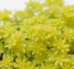 Rozchodník španělský 'Aureum' - Sedum hispanicum 'Aureum'