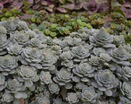 Orostachys