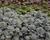 Orostachys