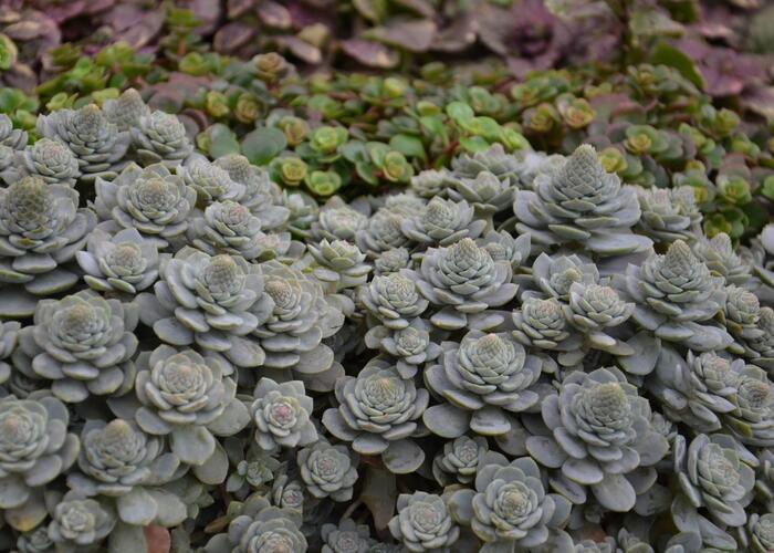 Orostachys - Orostachys boehmeri