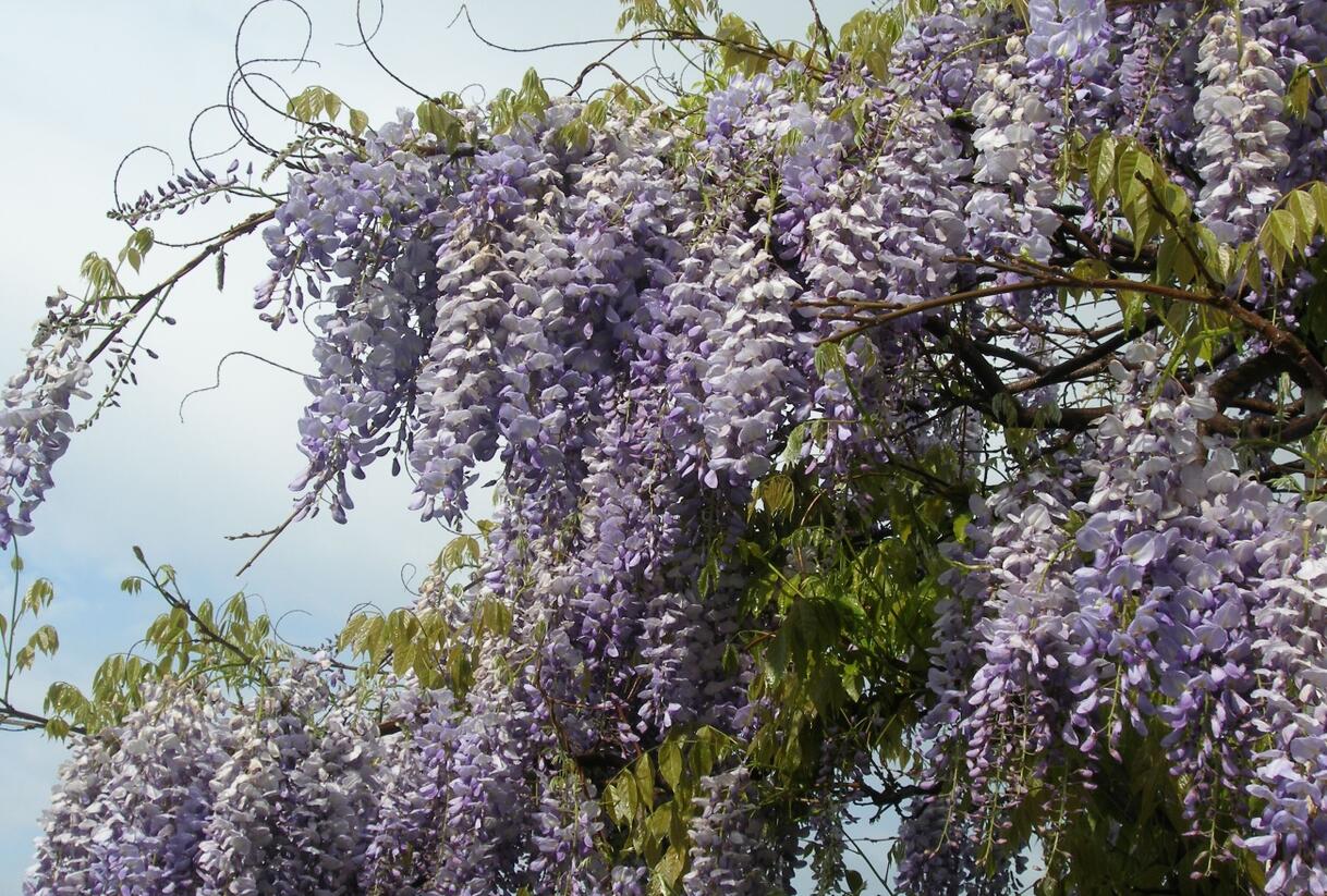 Vistárie čínská 'Prolific' - Wisteria sinensis 'Prolific'
