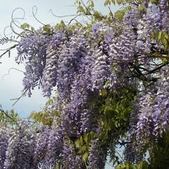 Vistárie čínská 'Prolific' - Wisteria sinensis 'Prolific'