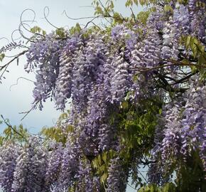 Vistárie čínská 'Prolific' - Wisteria sinensis 'Prolific'