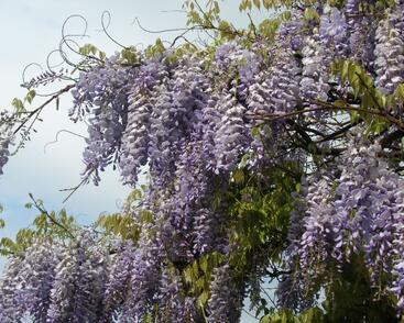 Vistárie čínská 'Prolific'