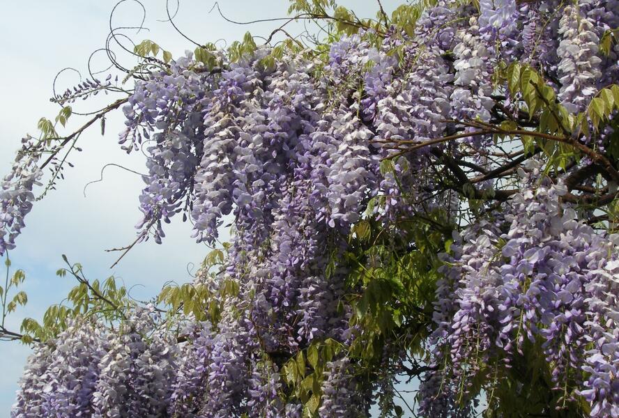 Vistárie čínská 'Prolific' - Wisteria sinensis 'Prolific'