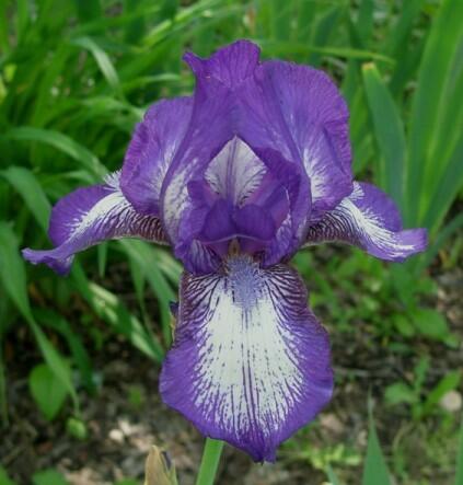 Kosatec nízký 'Petite Polka' - Iris barbata-nana 'Petite Polka'