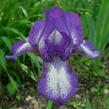 Kosatec nízký 'Petite Polka' - Iris barbata-nana 'Petite Polka'