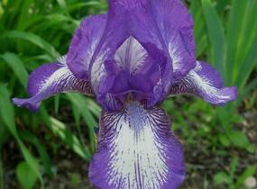 Kosatec nízký 'Petite Polka' - Iris barbata-nana 'Petite Polka'