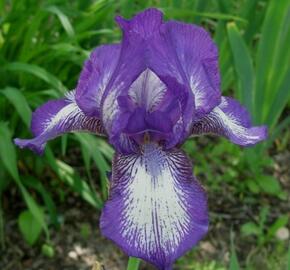 Kosatec nízký 'Petite Polka' - Iris barbata-nana 'Petite Polka'