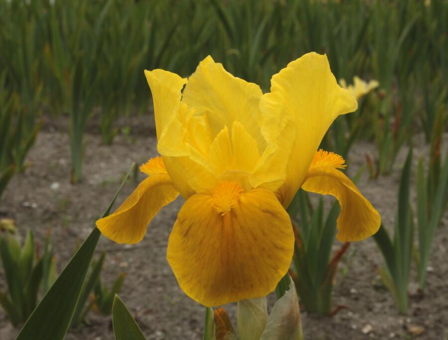 Kosatec nízký 'Gleaming Gold' - Iris barbata-nana 'Gleaming Gold'