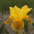 Kosatec nízký 'Gleaming Gold' - Iris barbata-nana 'Gleaming Gold'