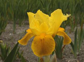Kosatec nízký 'Gleaming Gold' - Iris barbata-nana 'Gleaming Gold'