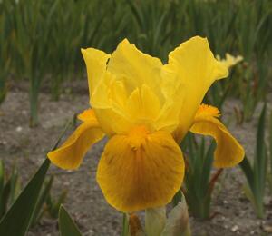 Kosatec nízký 'Gleaming Gold' - Iris barbata-nana 'Gleaming Gold'