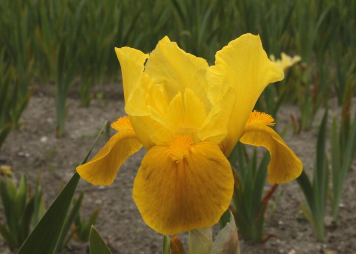 Kosatec nízký 'Gleaming Gold' - Iris barbata-nana 'Gleaming Gold'
