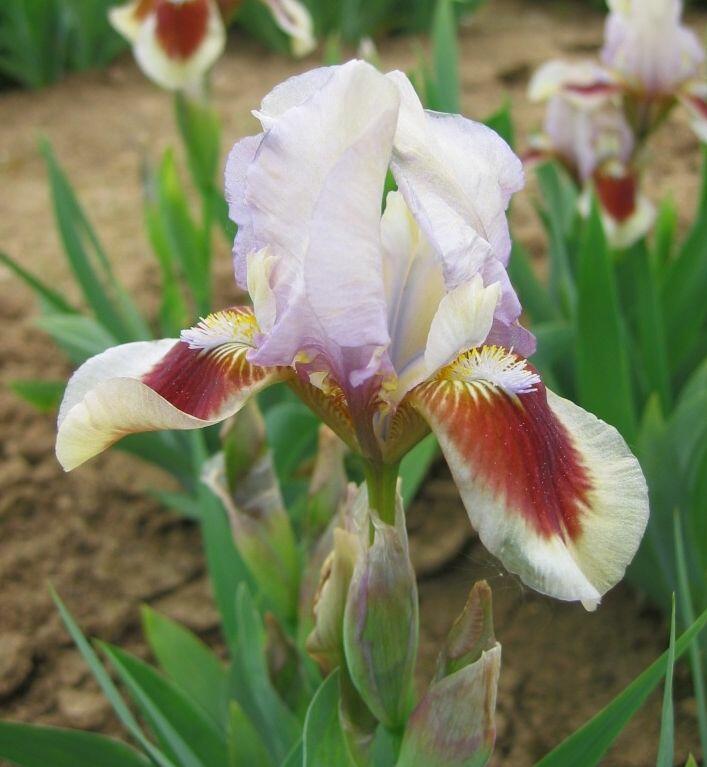 Kosatec nízký 'Cherry Spot' - Iris barbata-nana 'Cherry Spot'