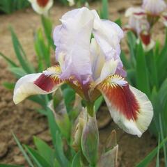 Kosatec nízký 'Cherry Spot' - Iris barbata-nana 'Cherry Spot'