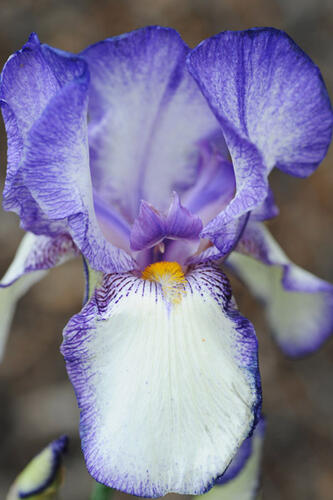 Kosatec německý 'Ribbon Round' - Iris barbata-elatior 'Ribbon Round'