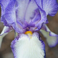 Kosatec německý 'Ribbon Round' - Iris barbata-elatior 'Ribbon Round'