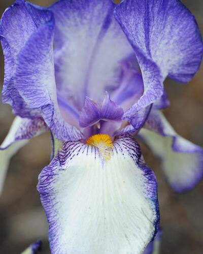 Kosatec německý 'Ribbon Round' - Iris barbata-elatior 'Ribbon Round'