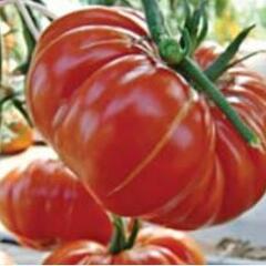 Rajče tyčkové 'Brutus' - giga - Lycopersicon esculentum 'Brutus'