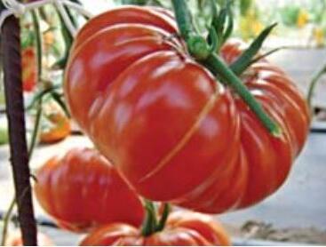 Rajče tyčkové 'Brutus' - giga