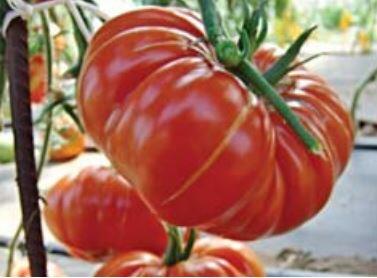 Rajče tyčkové 'Brutus' - Lycopersicon esculentum 'Brutus'