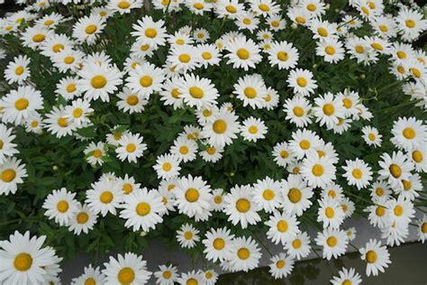 Kopretina největší 'Gruppenstolz' - Leucanthemum maximum 'Gruppenstolz'