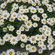 Kopretina největší 'Gruppenstolz' - Leucanthemum maximum 'Gruppenstolz'