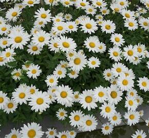 Kopretina největší 'Gruppenstolz' - Leucanthemum maximum 'Gruppenstolz'