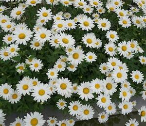 Kopretina největší 'Gruppenstolz' - Leucanthemum maximum 'Gruppenstolz'