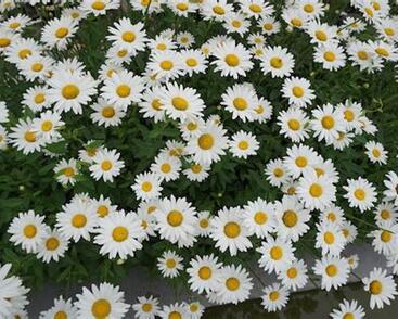 Kopretina největší 'Gruppenstolz'