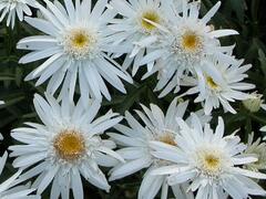 Kopretina největší 'Christine Hagemann' - Leucanthemum maximum 'Christine Hagemann'