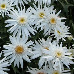 Kopretina největší 'Christine Hagemann' - Leucanthemum maximum 'Christine Hagemann'